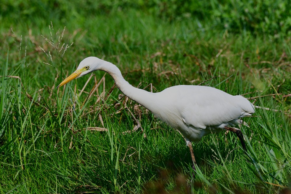 Большая белая цапля - ML650806369