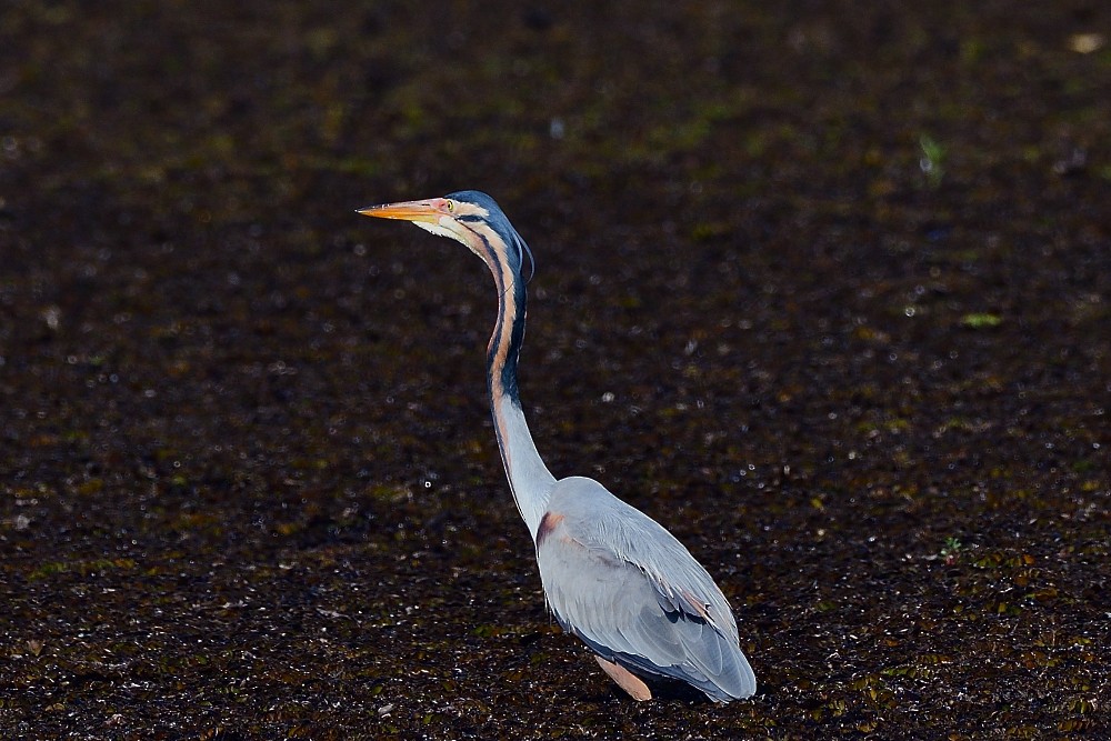 Рыжая цапля - ML650806375