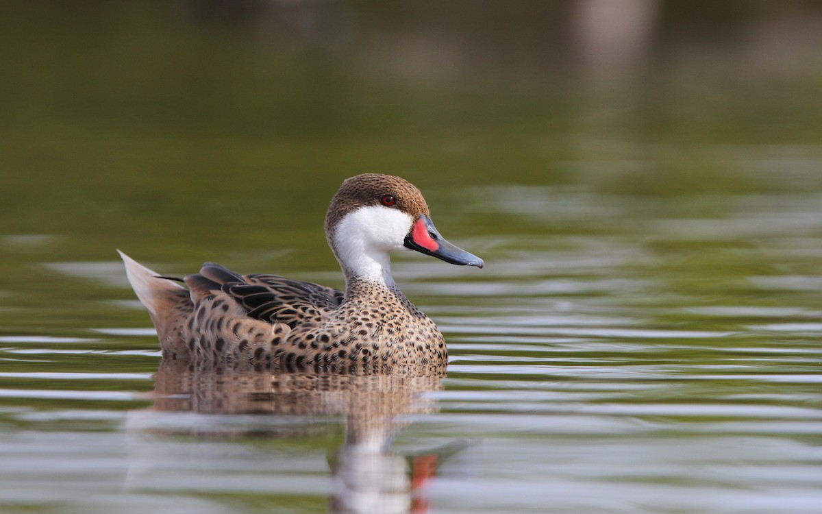 White-cheeked Pintail - ML65080641