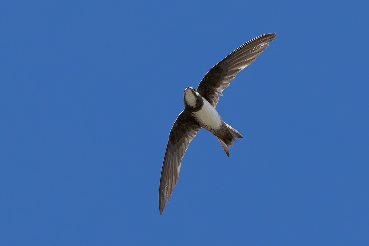 Alpine Swift - ML650806658