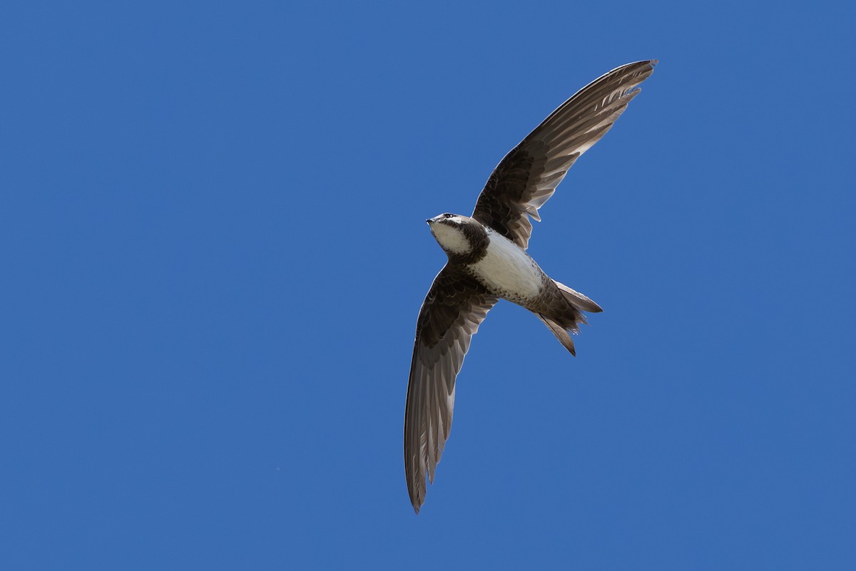 Alpine Swift - ML650806663