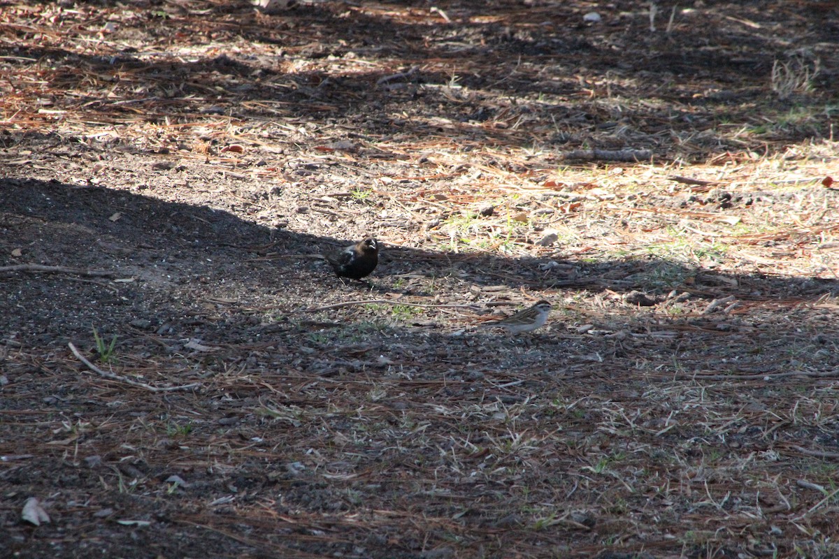 Brown-headed Cowbird - ML650806697