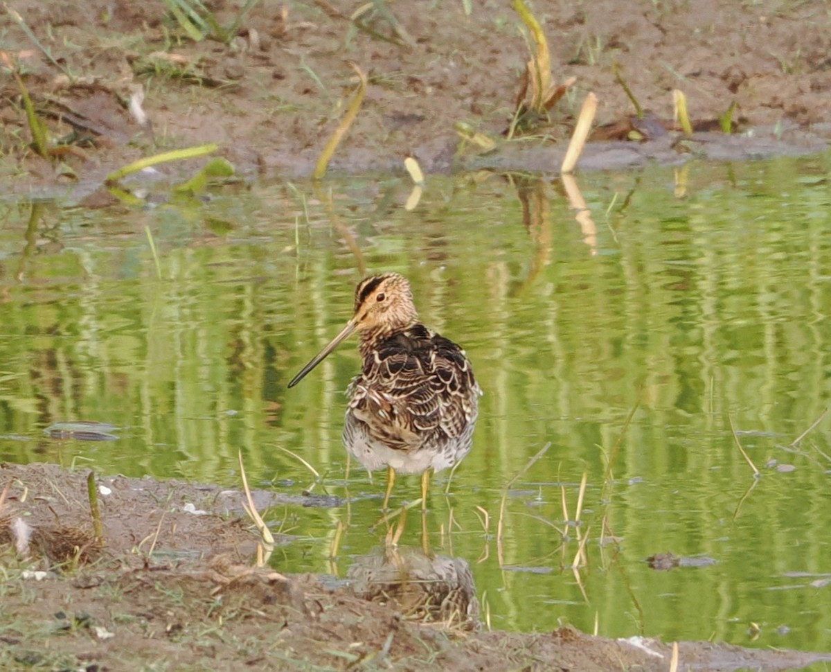 bekasina japonská - ML650806827