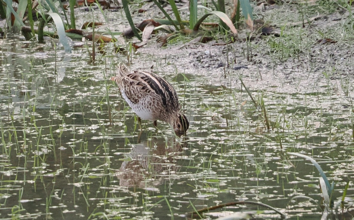 bekasina japonská - ML650806828