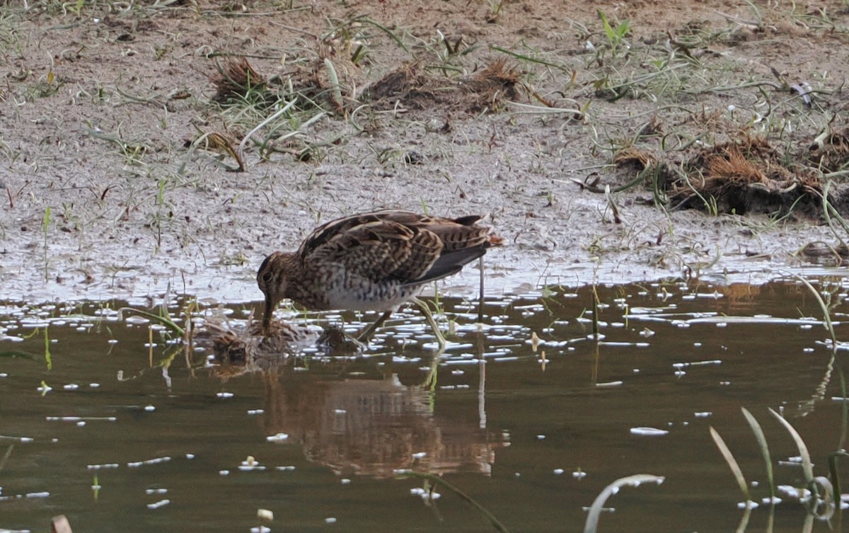 bekasina japonská - ML650806829