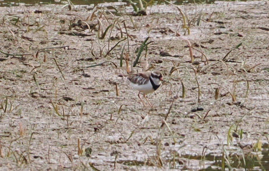 kulík černočelý - ML650806837