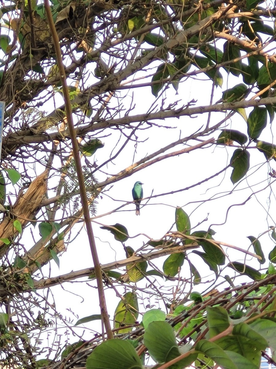 Verditer Flycatcher - ML650806997