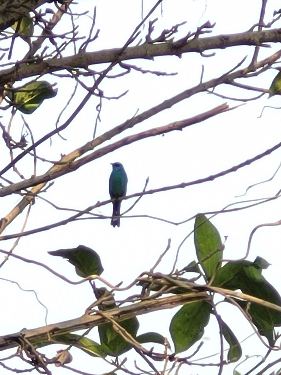 Verditer Flycatcher - ML650806999