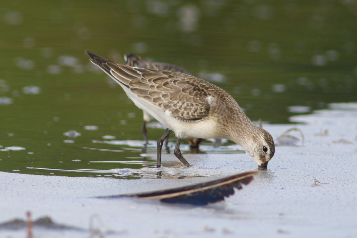 Bécasseau cocorli - ML650807257