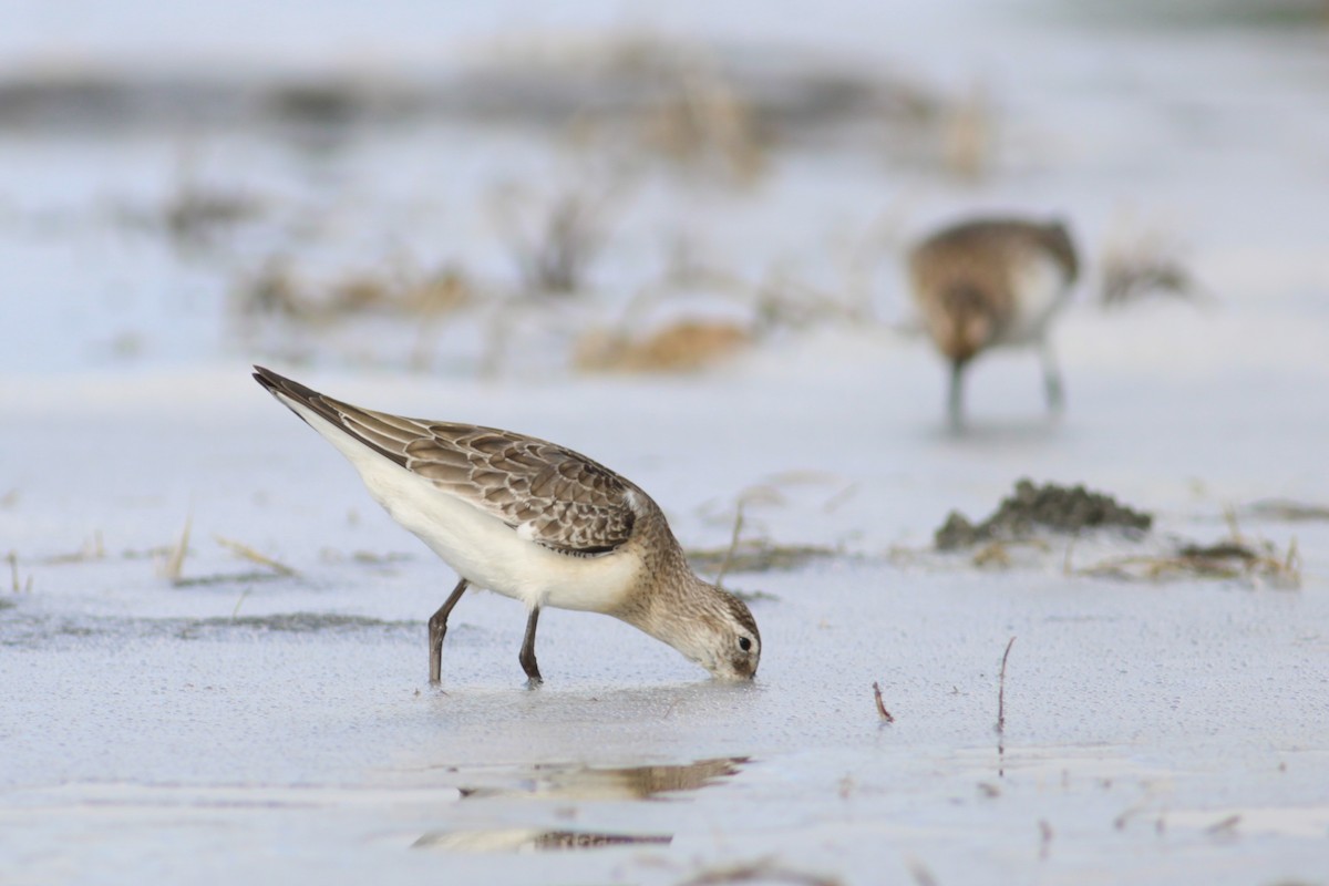 Bécasseau cocorli - ML650807258