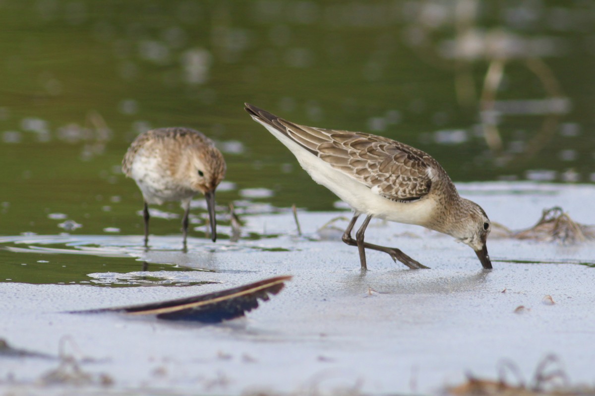 Bécasseau cocorli - ML650807259