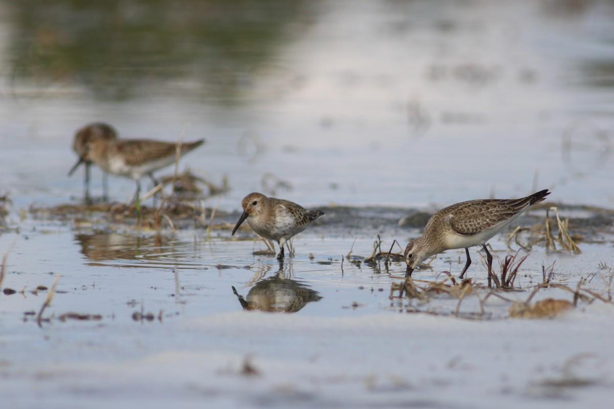 Bécasseau cocorli - ML650807260