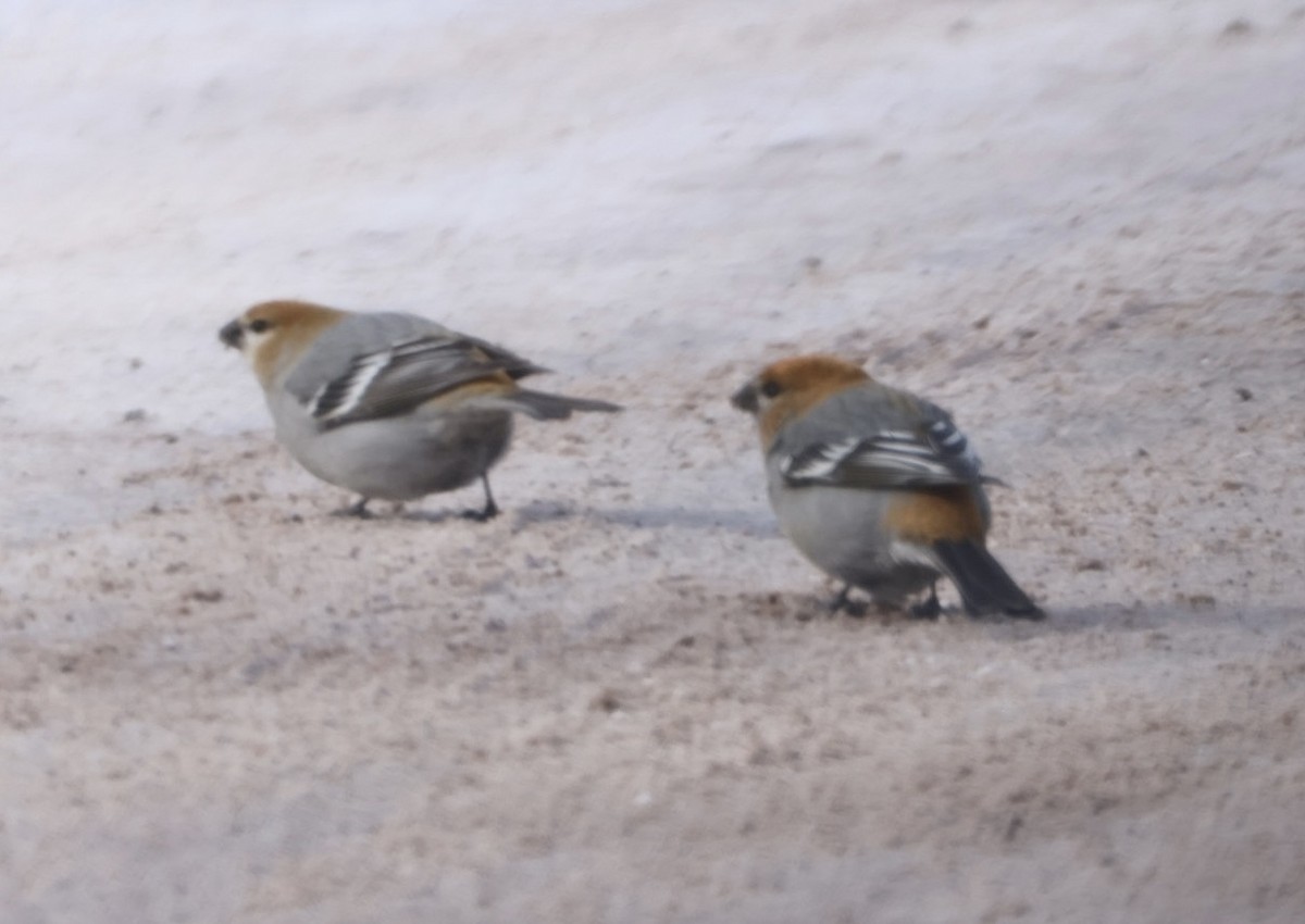 Pine Grosbeak - ML650807263