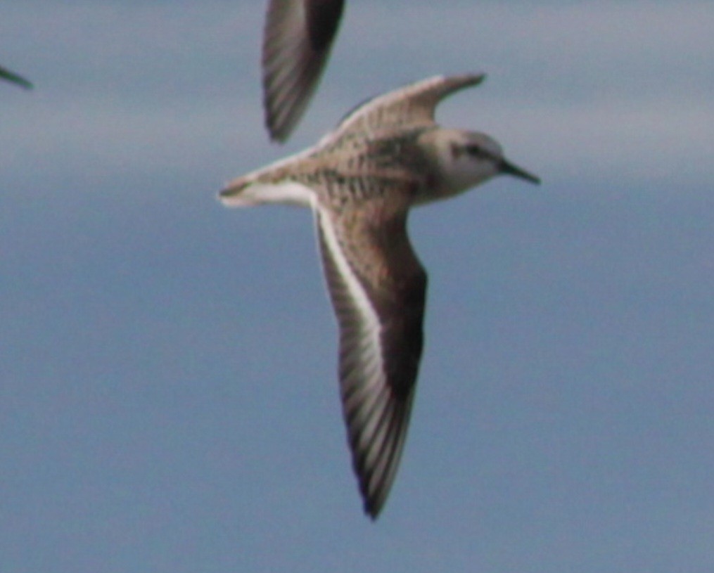 Bécasseau sanderling - ML650807362