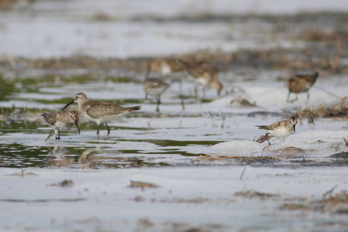 Bécasseau minute - ML650807452