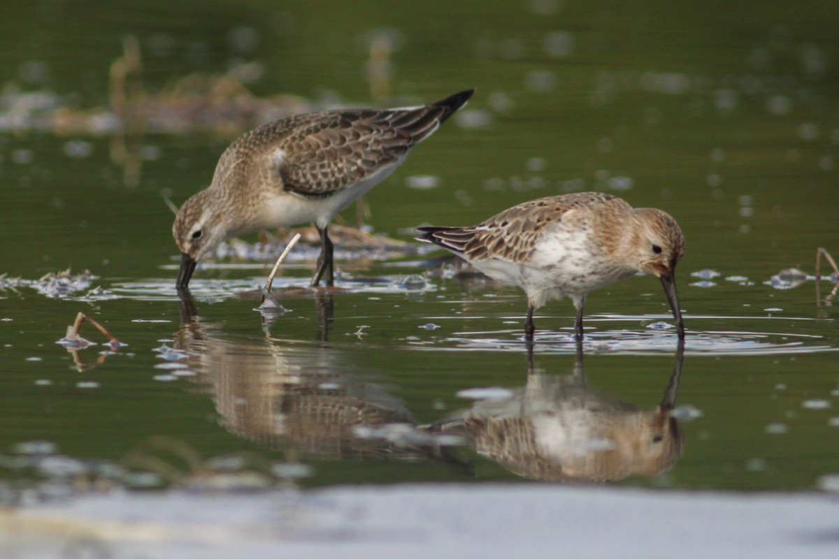 Bécasseau variable - ML650807530