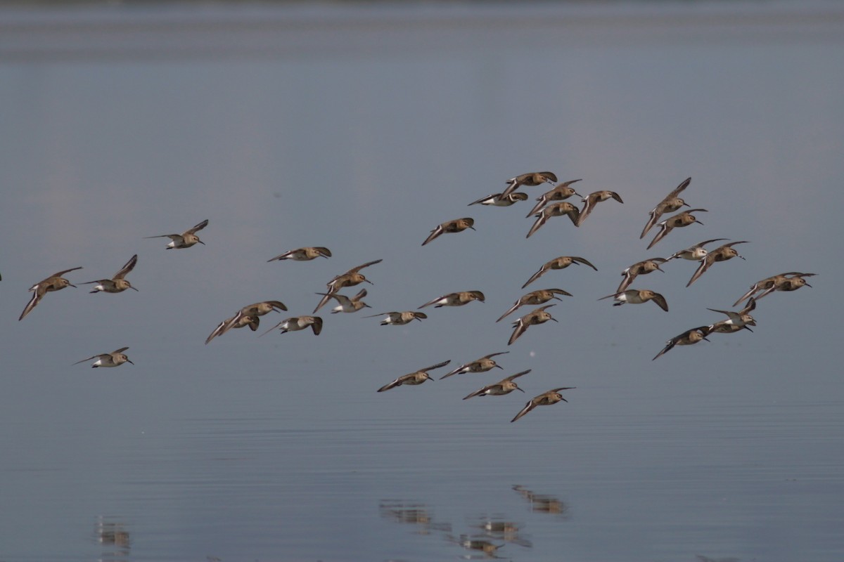 Bécasseau variable - ML650807531