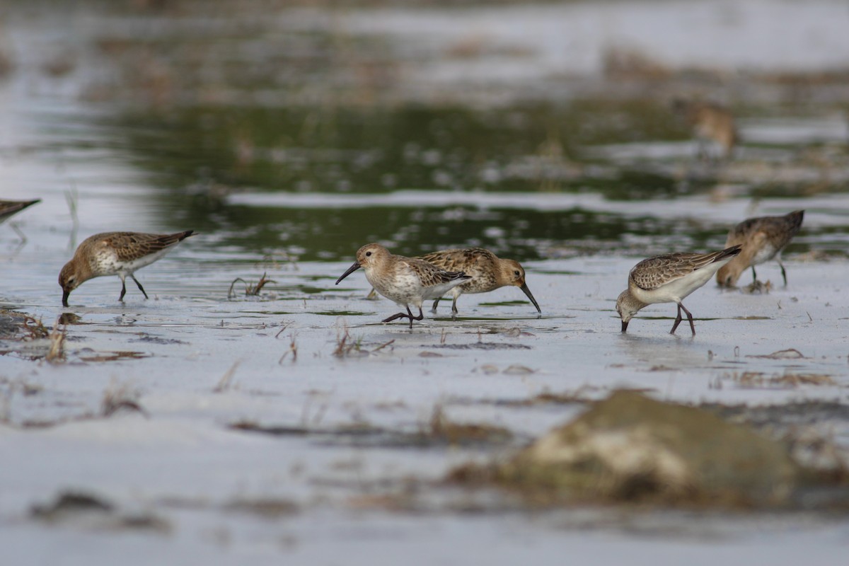 Bécasseau variable - ML650807534