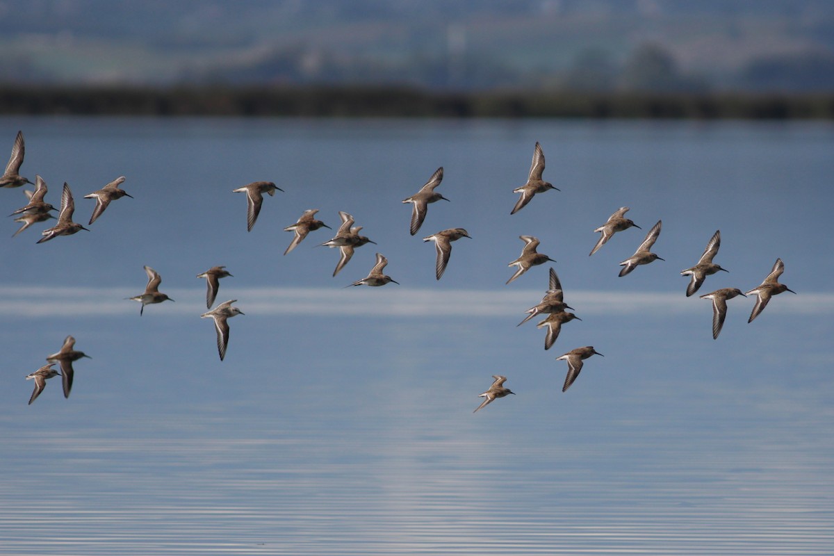 Bécasseau variable - ML650807536