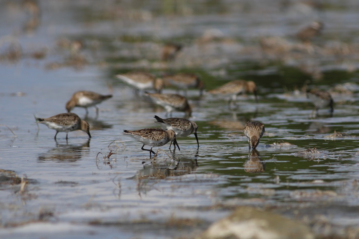 Bécasseau variable - ML650807538