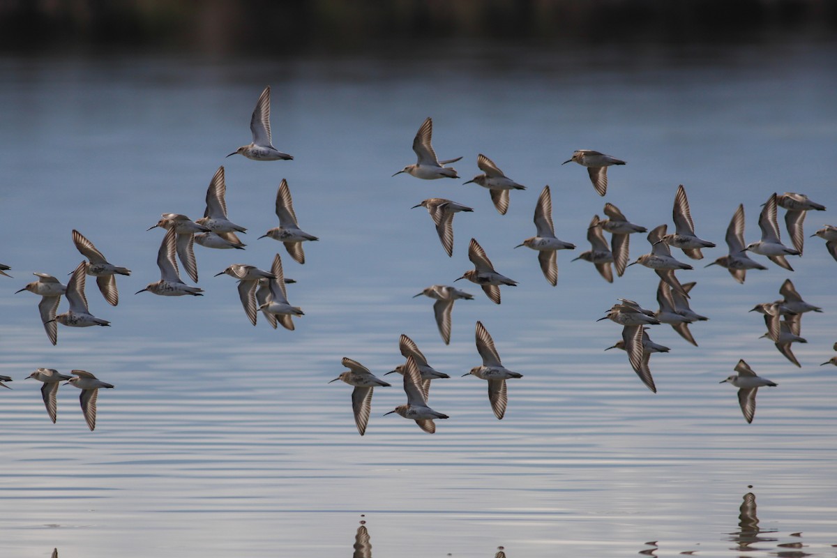 Bécasseau variable - ML650807542