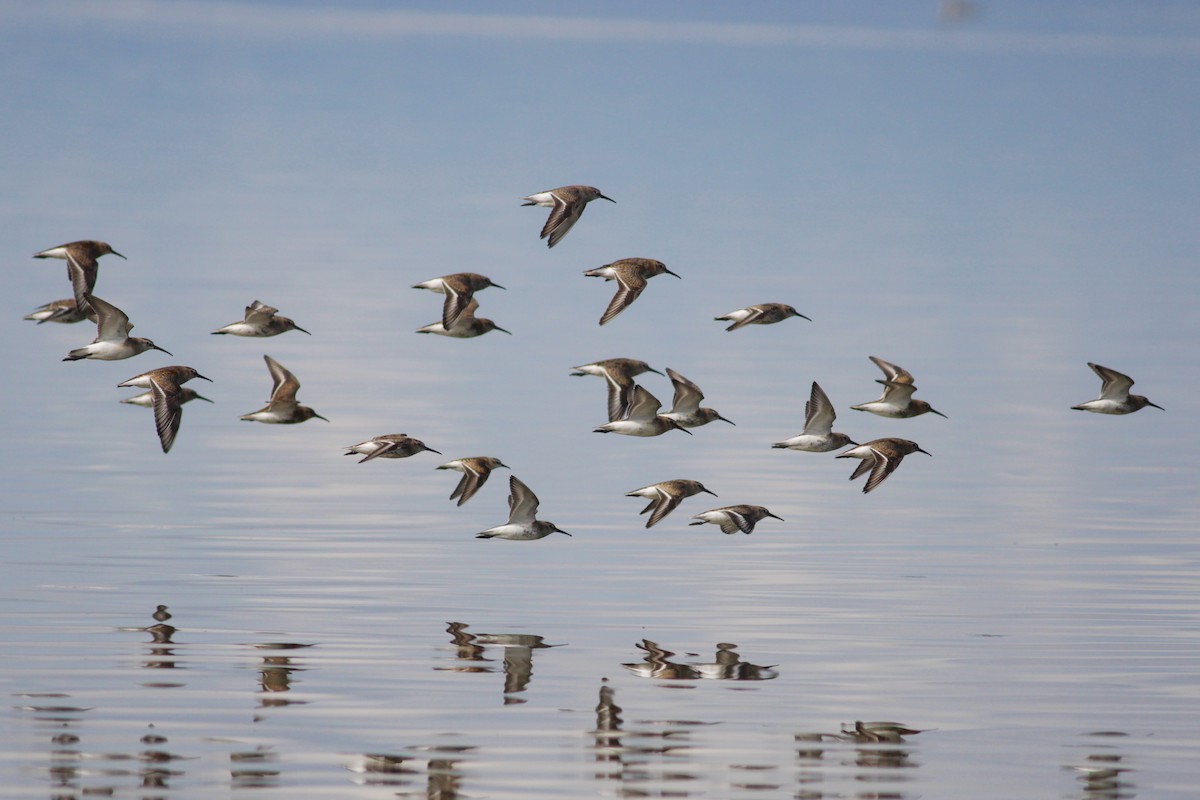 Bécasseau variable - ML650807543