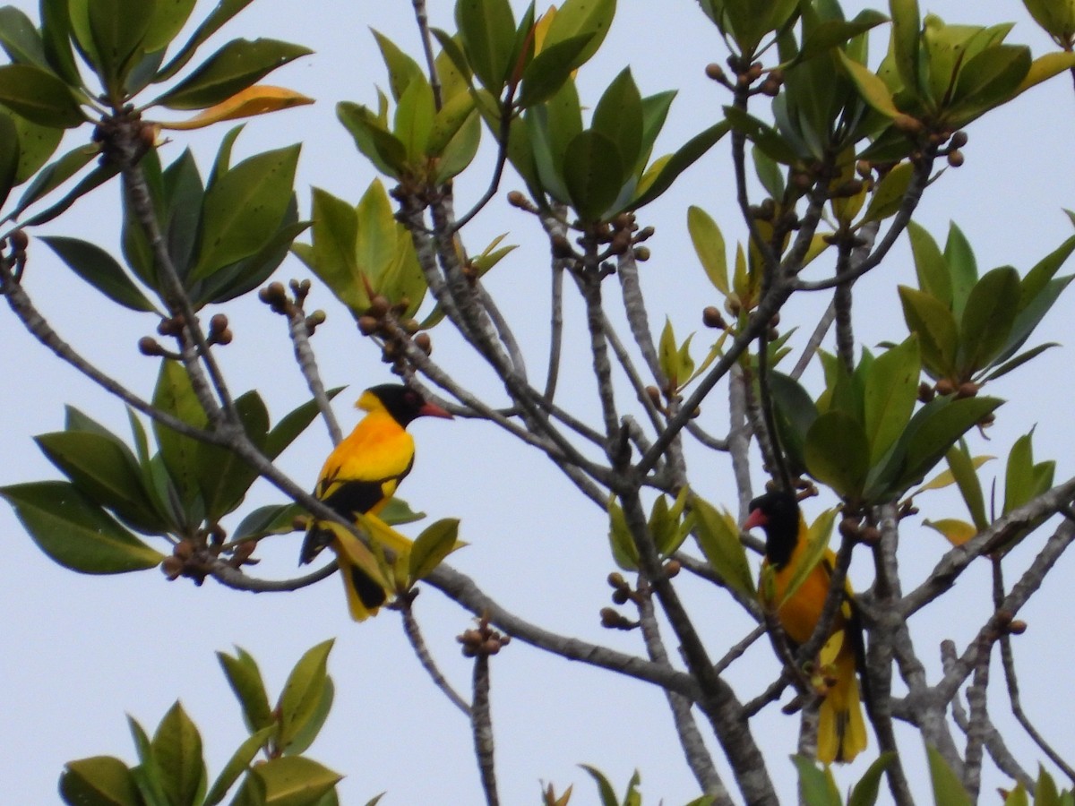 eBird Checklist - 24 Jan 2026 - primary mangrove forest, sebakis - 36 ...