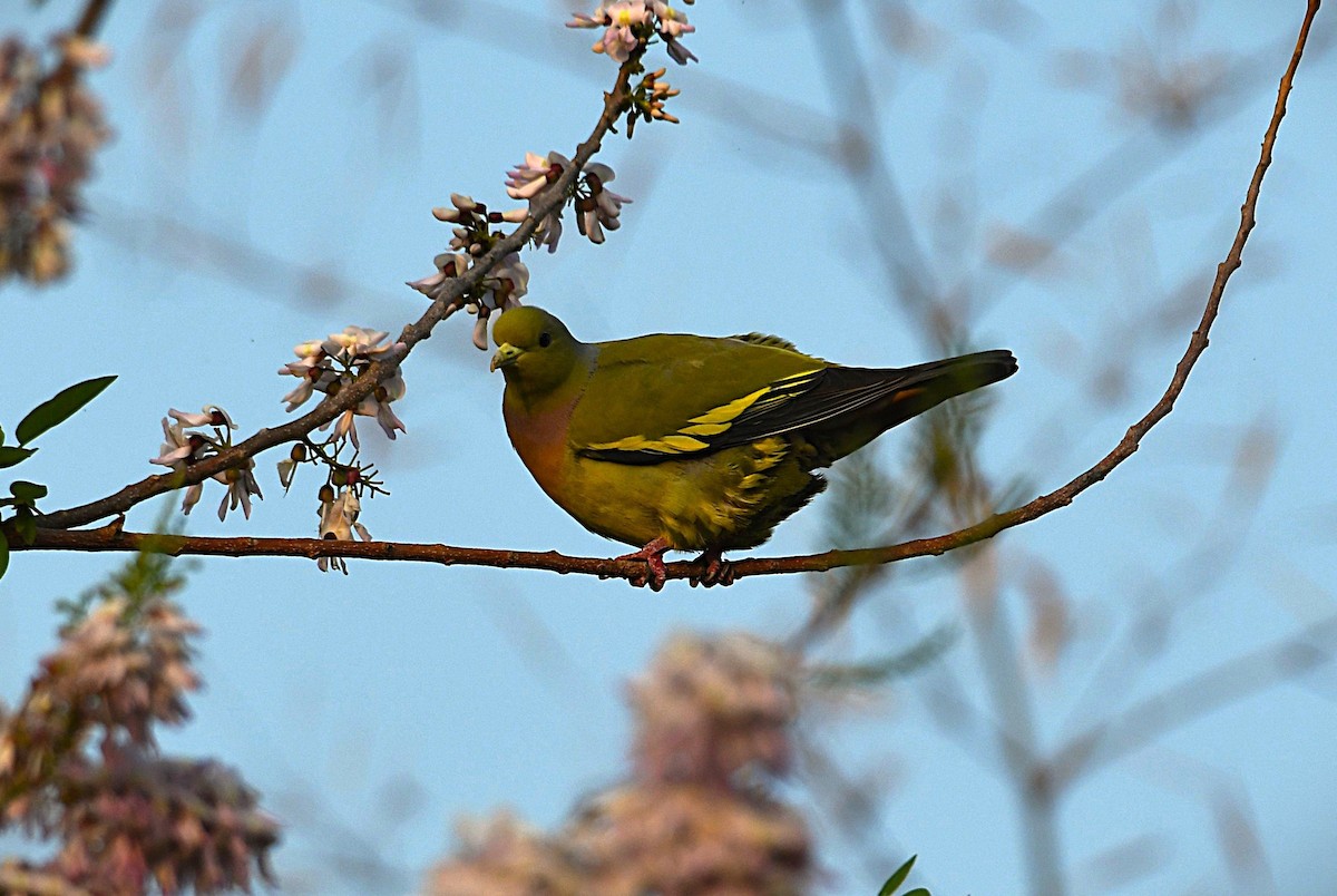 Orange-breasted Green-Pigeon - ML650807990