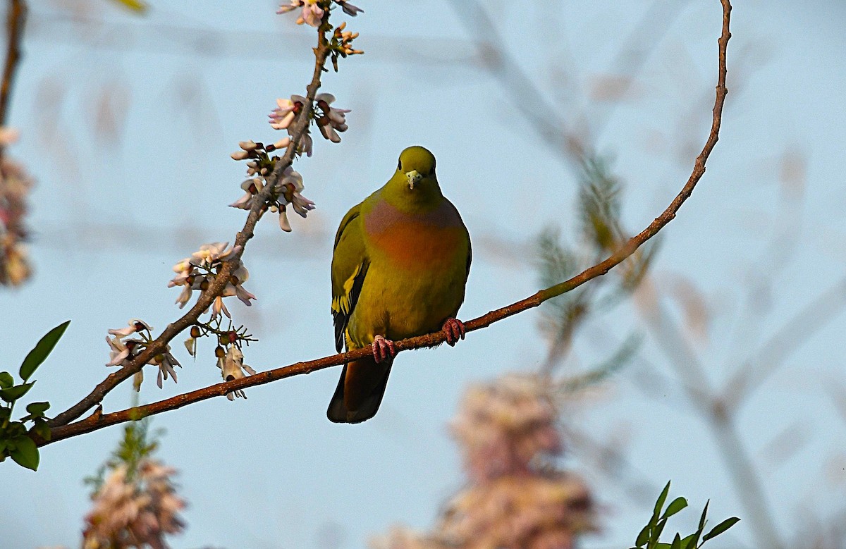 Orange-breasted Green-Pigeon - ML650808209