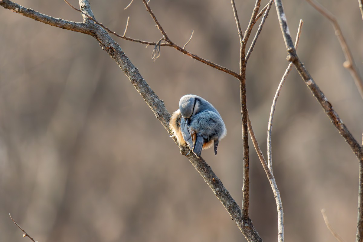 Garrapo eurasiarra - ML650808254