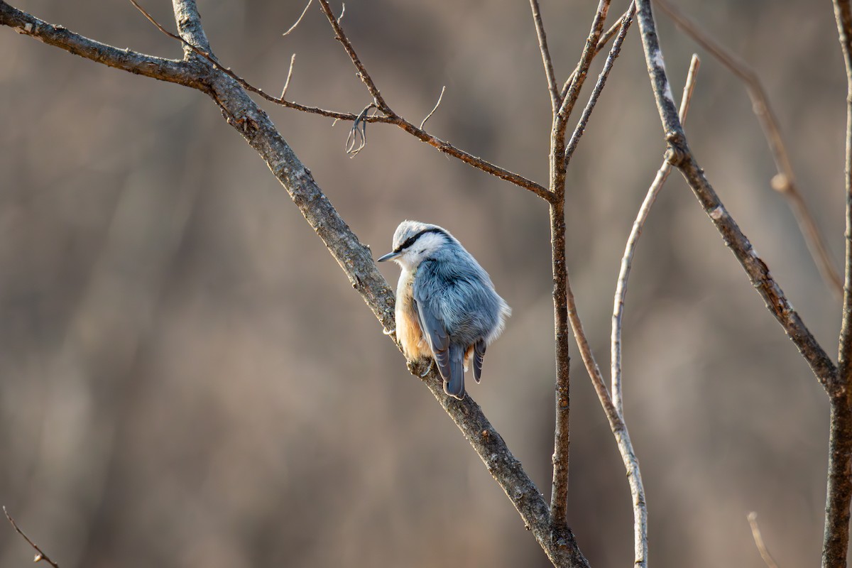 Garrapo eurasiarra - ML650808255
