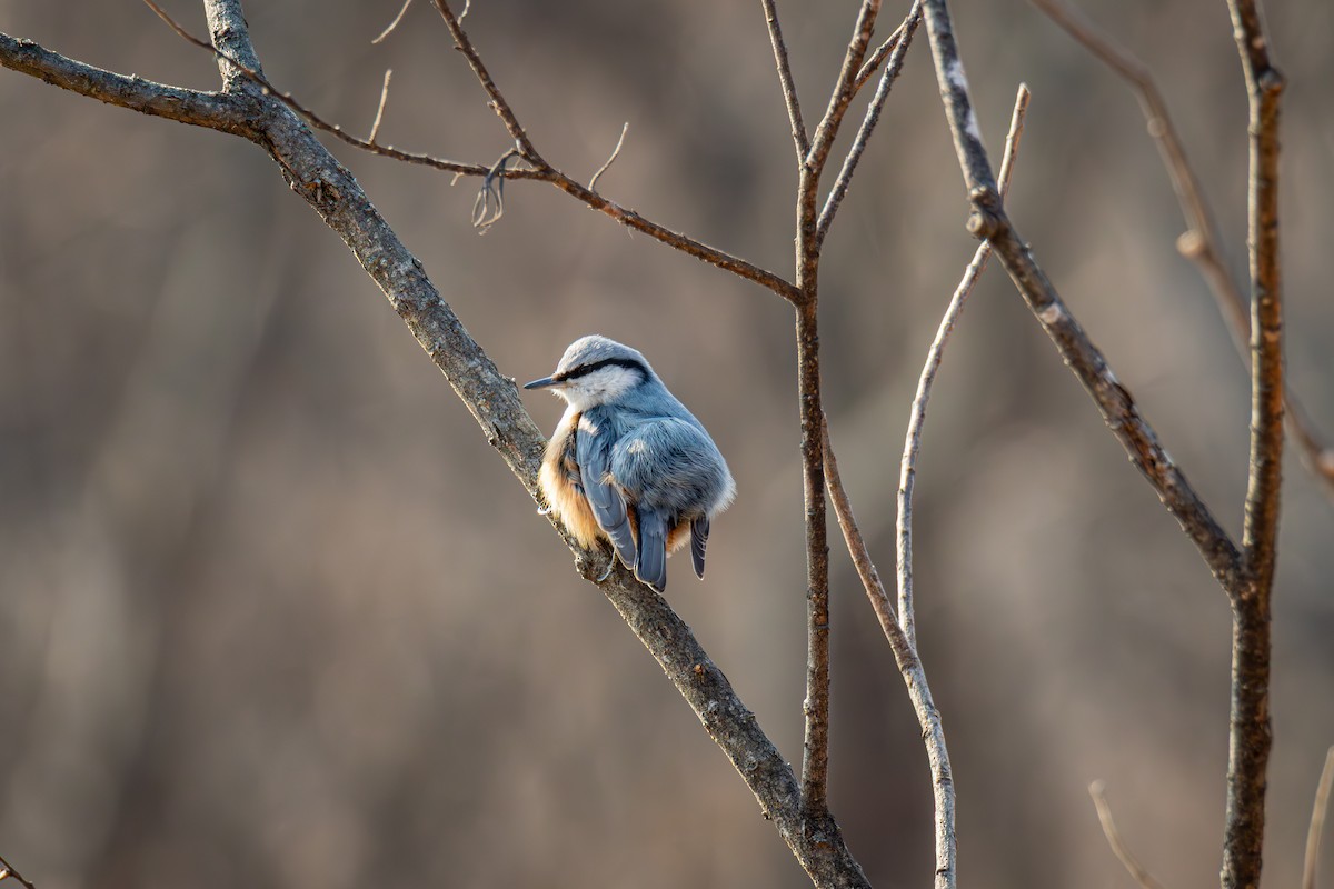 Garrapo eurasiarra - ML650808256