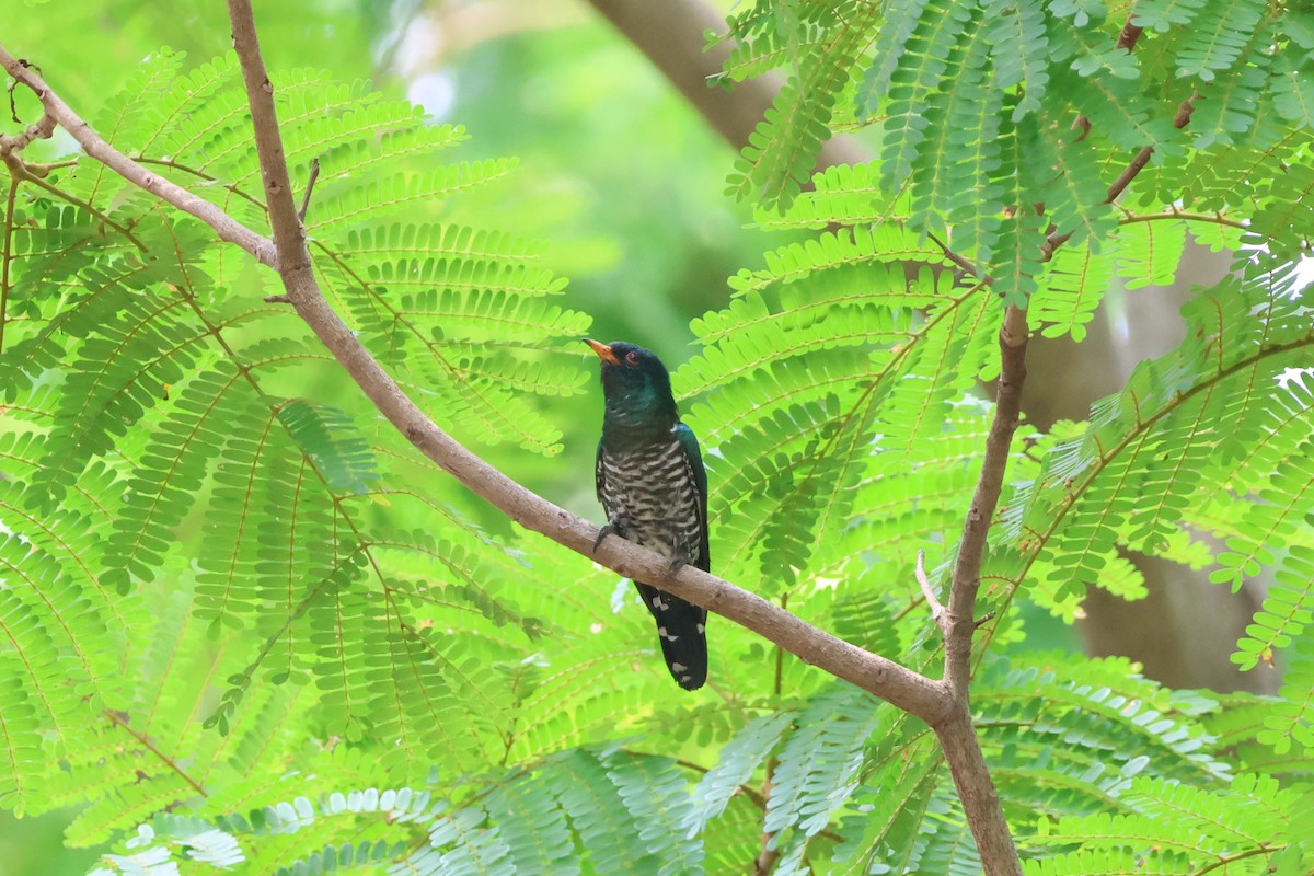 Изумрудная кукушка - ML650808321