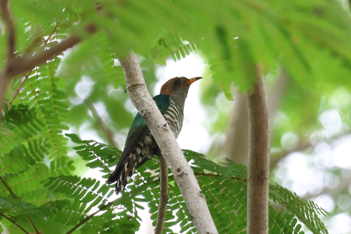 Изумрудная кукушка - ML650808322