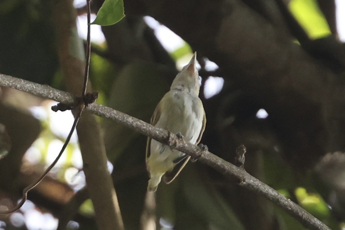 Chivivireo - ML650808352