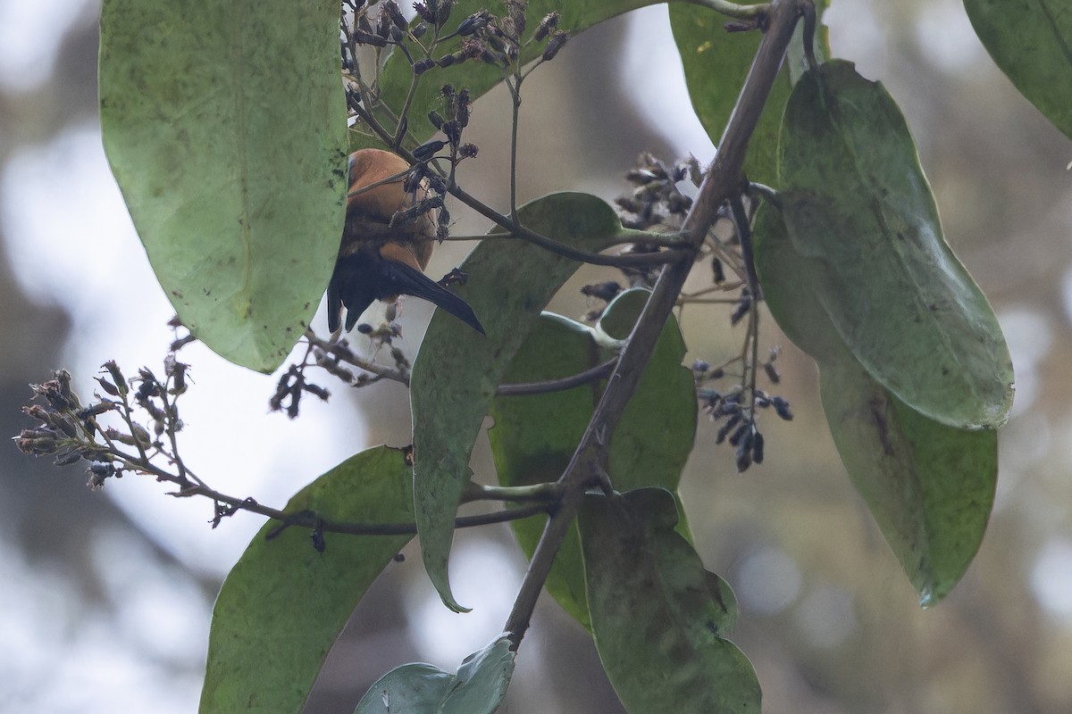 Blue-backed Conebill - ML650808474