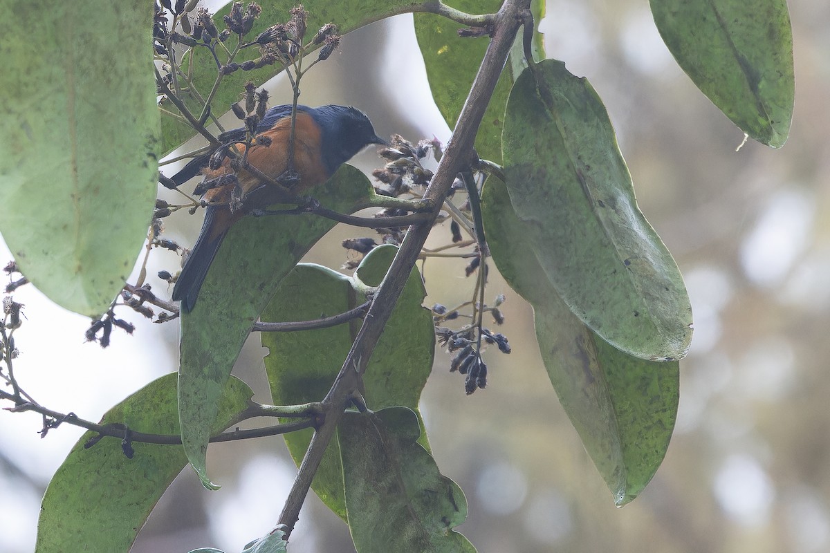 Blue-backed Conebill - ML650808475