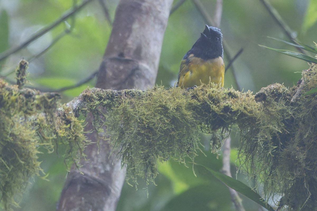 Streak-crowned Mountain Tanager - ML650808479