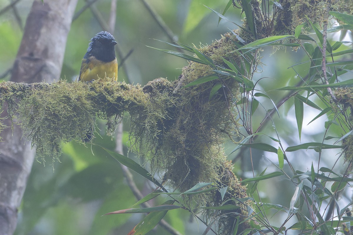 Streak-crowned Mountain Tanager - ML650808480