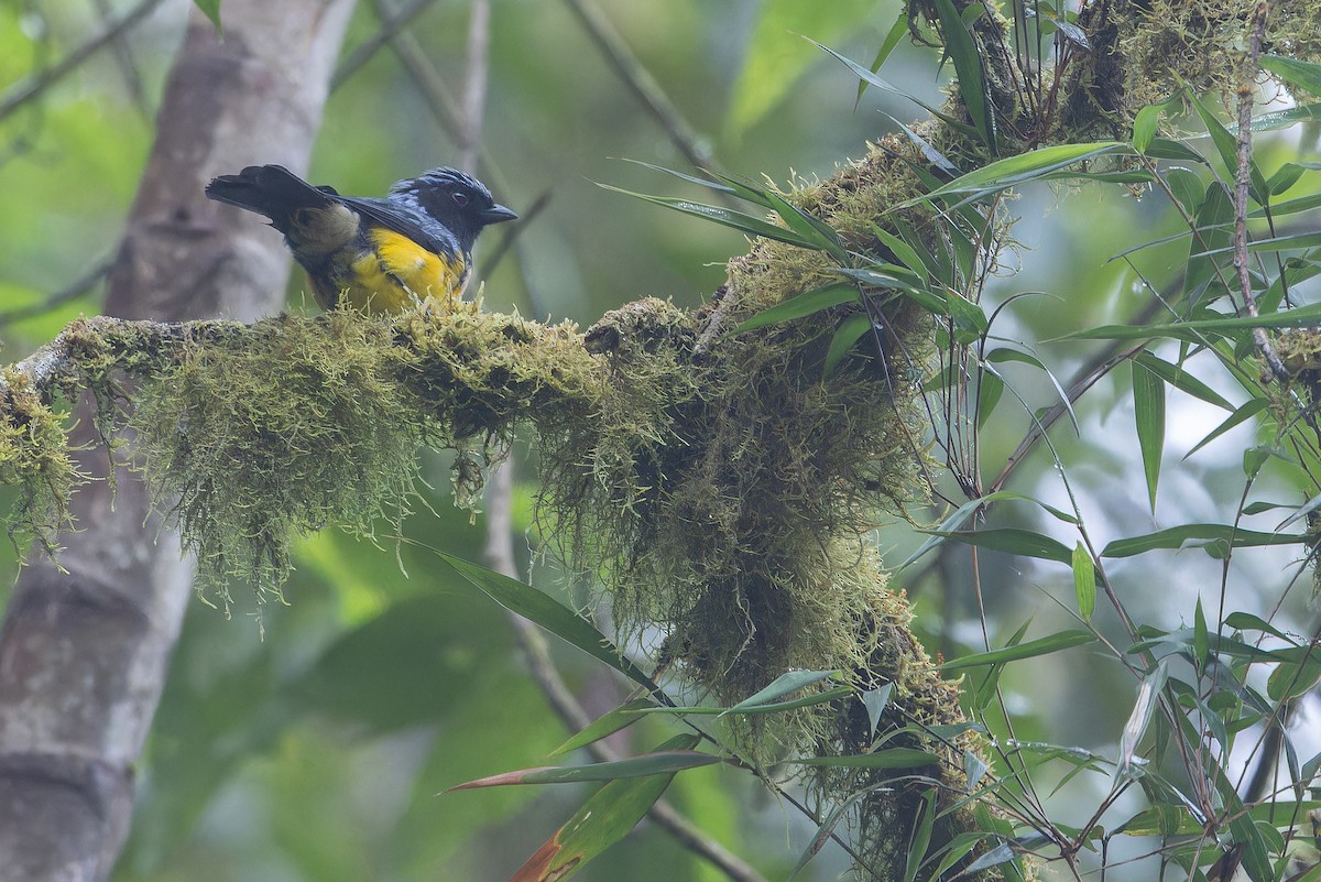 Streak-crowned Mountain Tanager - ML650808481