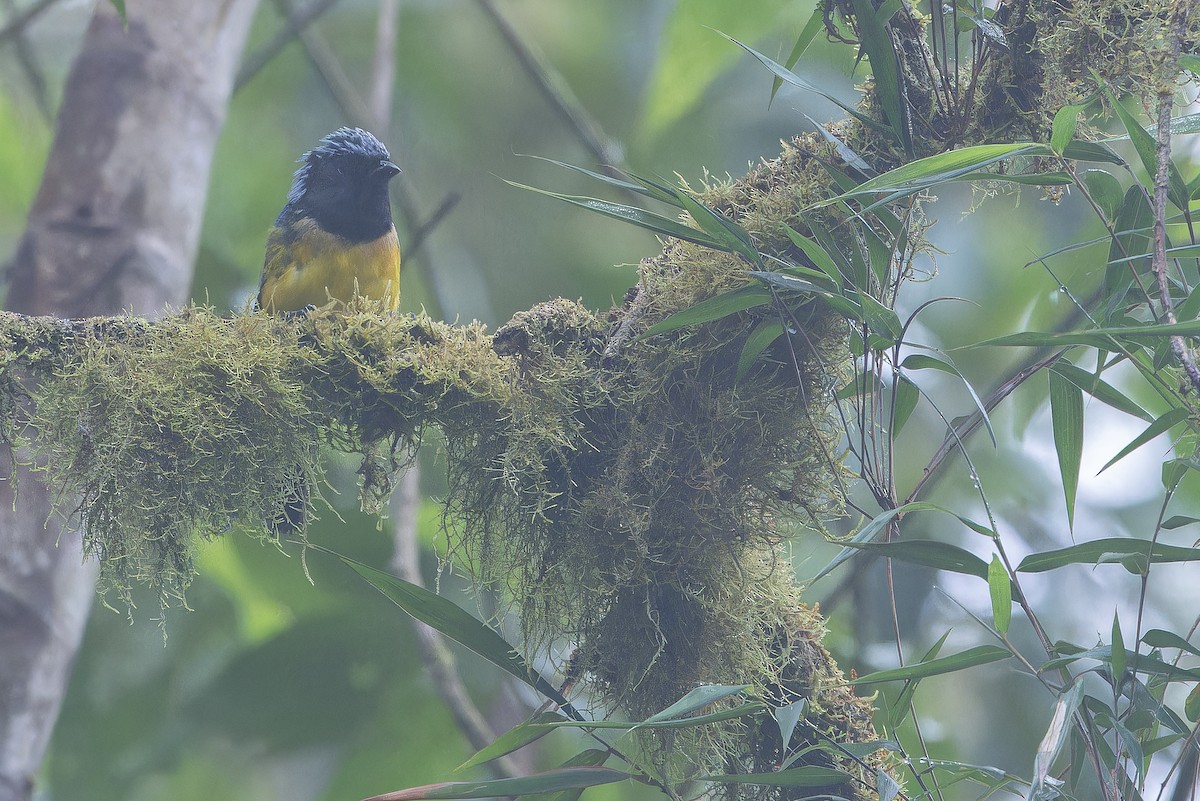 Streak-crowned Mountain Tanager - ML650808482