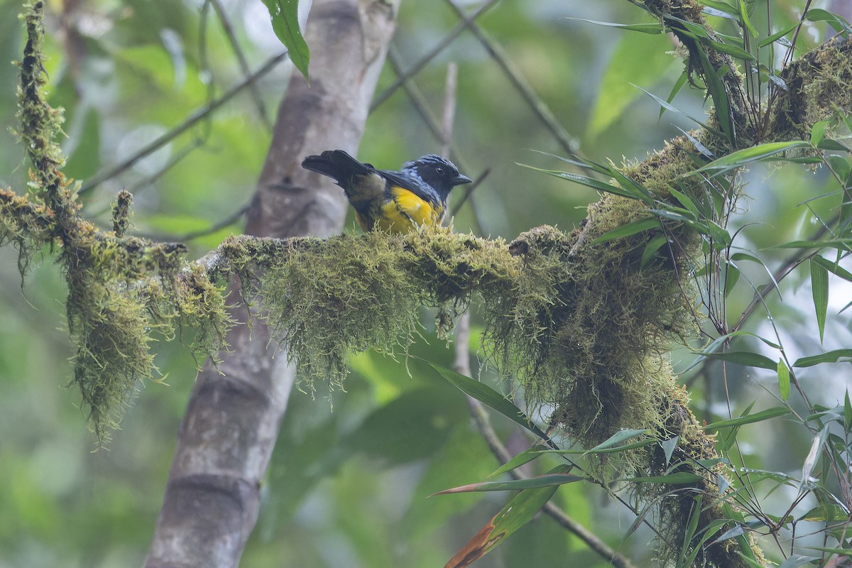 Streak-crowned Mountain Tanager - ML650808483