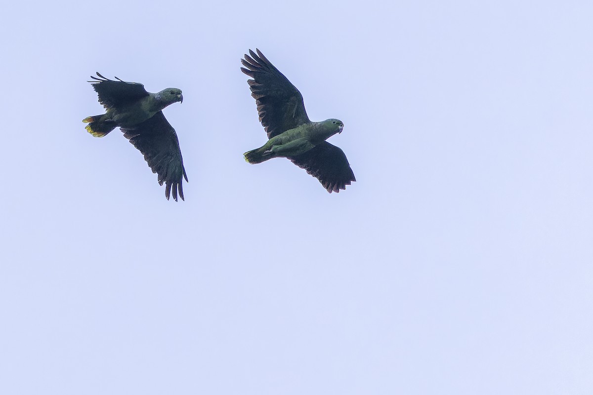 Scaly-naped Amazon - ML650808491