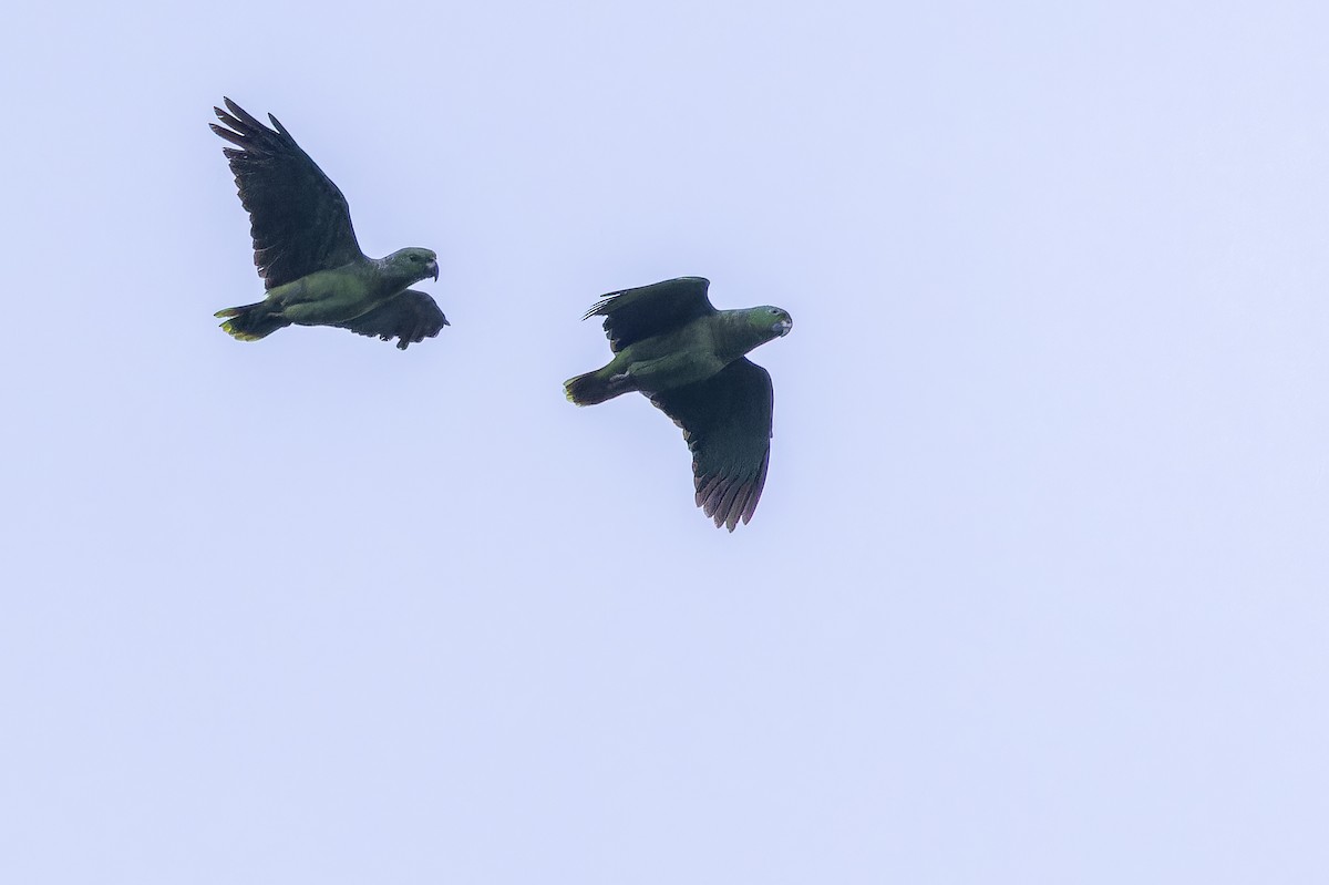 Scaly-naped Amazon - ML650808492