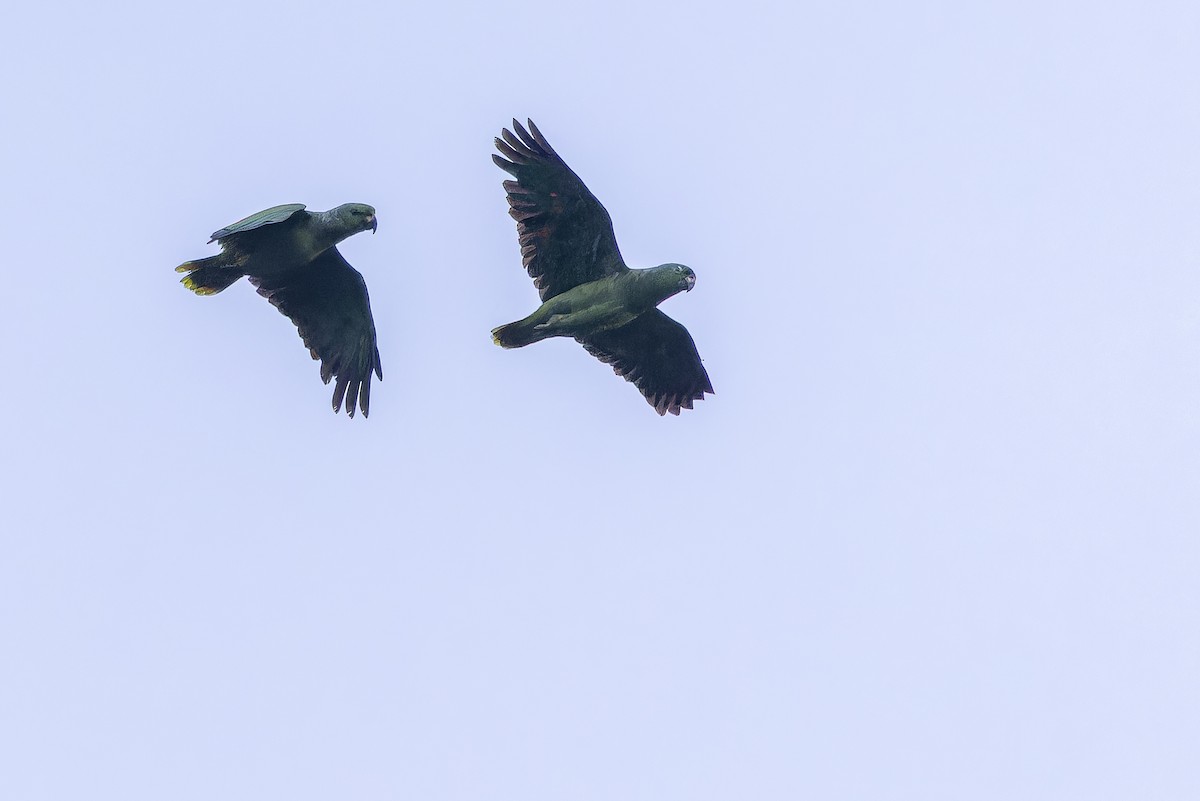 Scaly-naped Amazon - ML650808493