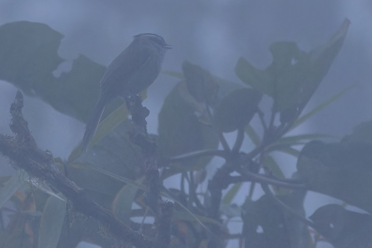 Unstreaked Tit-Tyrant - ML650808499