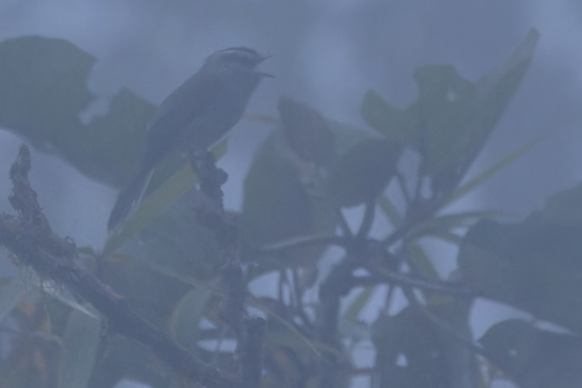 Unstreaked Tit-Tyrant - ML650808500