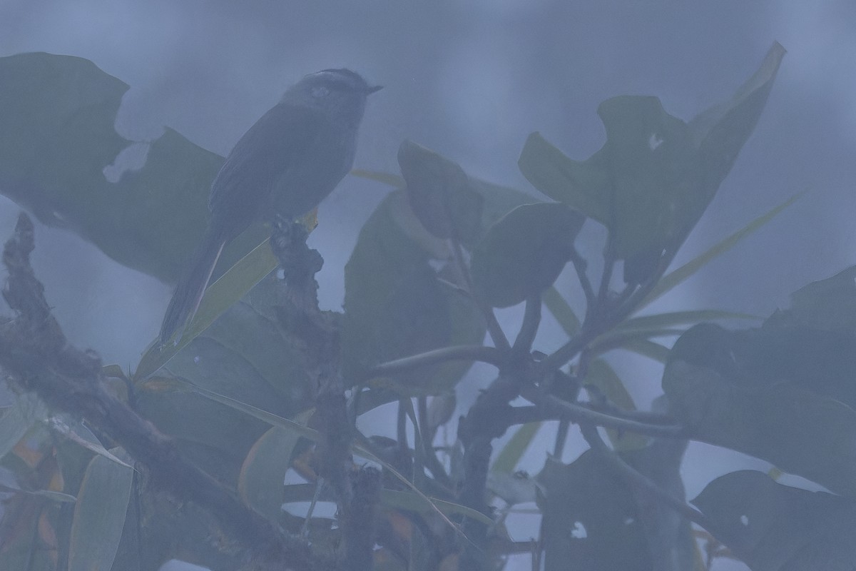 Unstreaked Tit-Tyrant - ML650808501