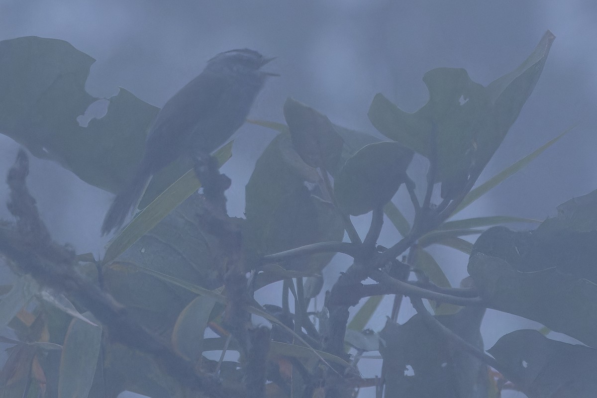 Unstreaked Tit-Tyrant - ML650808502