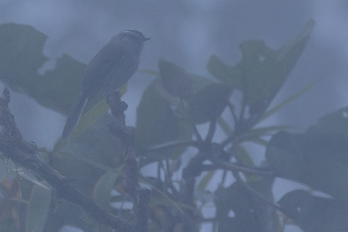 Unstreaked Tit-Tyrant - ML650808503